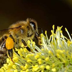 10 неща, които ще изгубим с измирането на пчелите