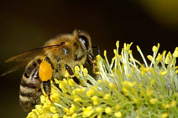 пчела-опрашва-цвете