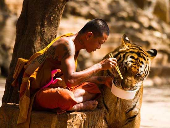 будистки-монах-храни-тигър