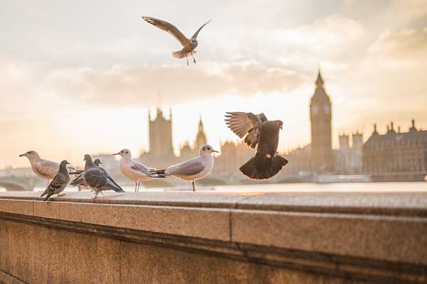 гълъби-на-фона-на-Уестминстърския-дворец