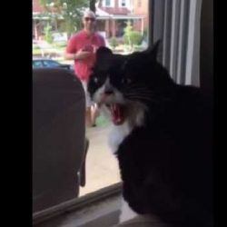 Бурната реакция на котка, която вижда, че стопанинът й води вкъщи куче