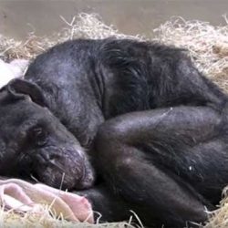 59-годишно умиращо шимпанзе не искало да яде, но чуло гласа на стар приятел…