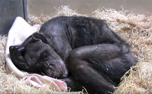 Запознайте се с Мама най старото 59 годишно шимпанзе в Европа която