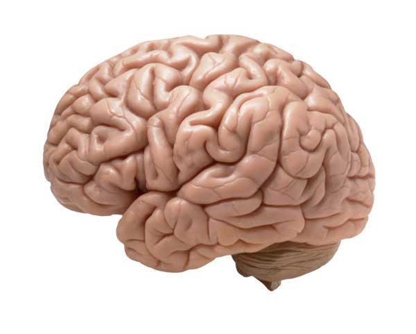 човешки-мозък