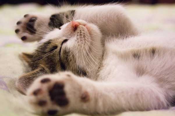 Котките прекарват голяма част от живота си в сън Може