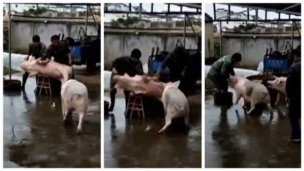 свиня-напада-месари