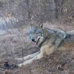 Ловец решил да спаси вълк, попаднал в капан