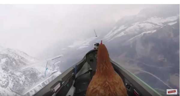Една от кокошките на австрийски фермер много мечтаела да полети