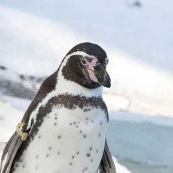 Как да удушиш пингвин
