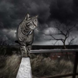 Котката – астралният боец, стоящ на стража в дома ни