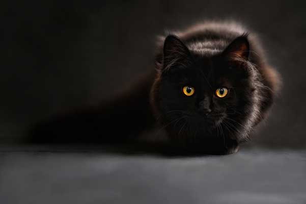 черна-котка