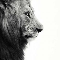 8 причини защо трябва да цените вашия приятел Лъв