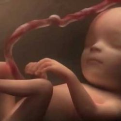 9 месеца в утробата за 4 минути: какво се случва с бебетата до раждането