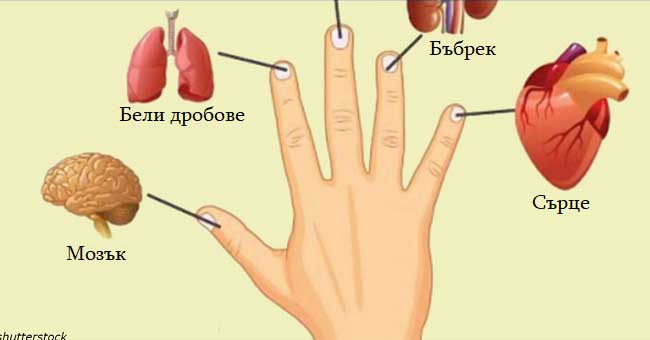 пръсти-свързани-с-човешки-органи