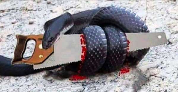 Докато змията пълзяла към своя кът се одрала на един