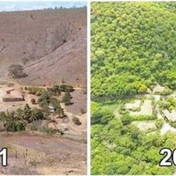 Със своя пример двойка доказала, че гора може да се възстанови за 20 години
