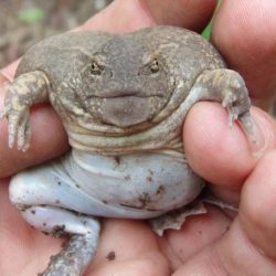 Надутата жаба: вечно недоволно земноводно, което яде, сумти и копае дупки като мишка