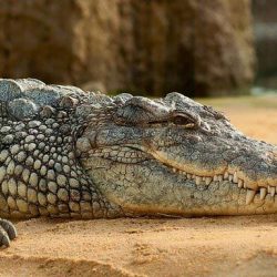 25 интересни факта за крокодилите