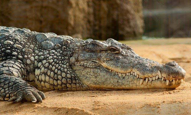 Не бъркайте крокодилите и алигаторите – това са различни животни