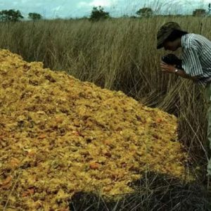 Как купчина портокалови кори променила екосистемата в Коста Рика