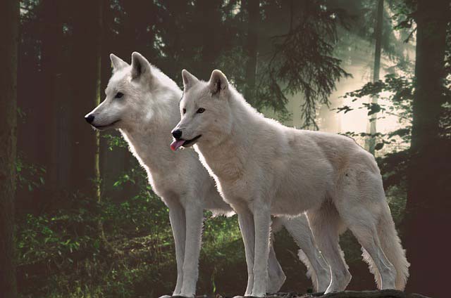 Вълците са моногамни Те избират своите партньори за цял живот