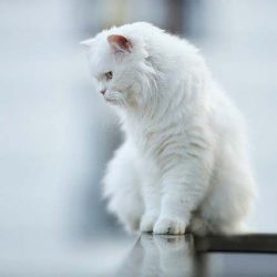 Eнергията на белите котки: каква е основната им сила
