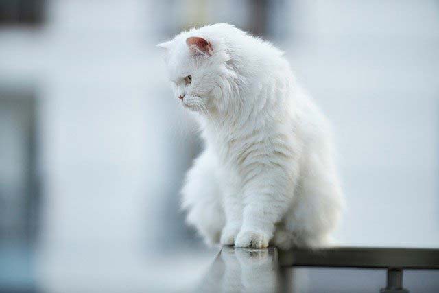 бяла-котка