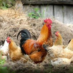 10 факта за кокошките, след които животът ви няма да е същият