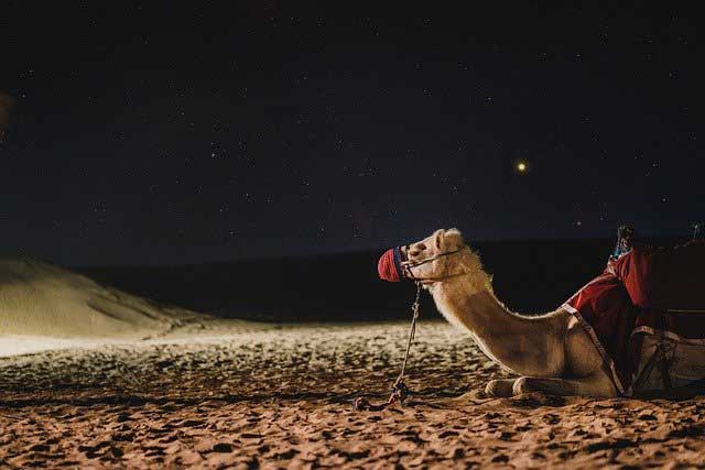 Камилите могат да пият дори вода от Мъртво море