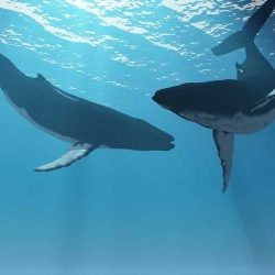 Песните на китовете – удивителен природен феномен