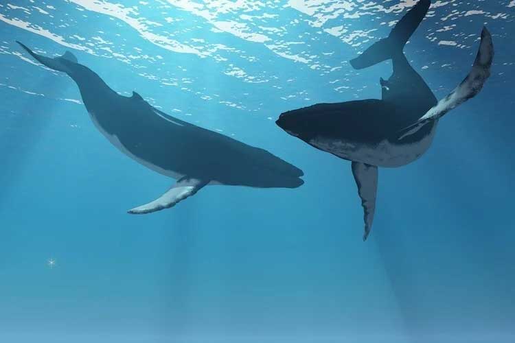 Песните на китовете - удивителен природен феномен