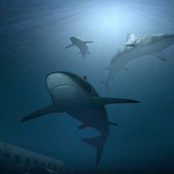 20 изумителни факта за акулите