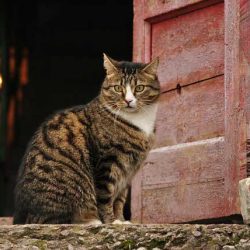 Загадката на Нютон за котката и вратите