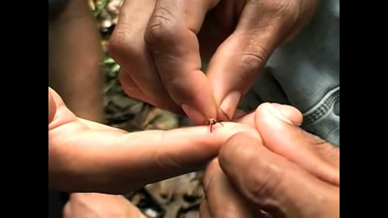 Как мравките се използват като хирургически шев (видео)
